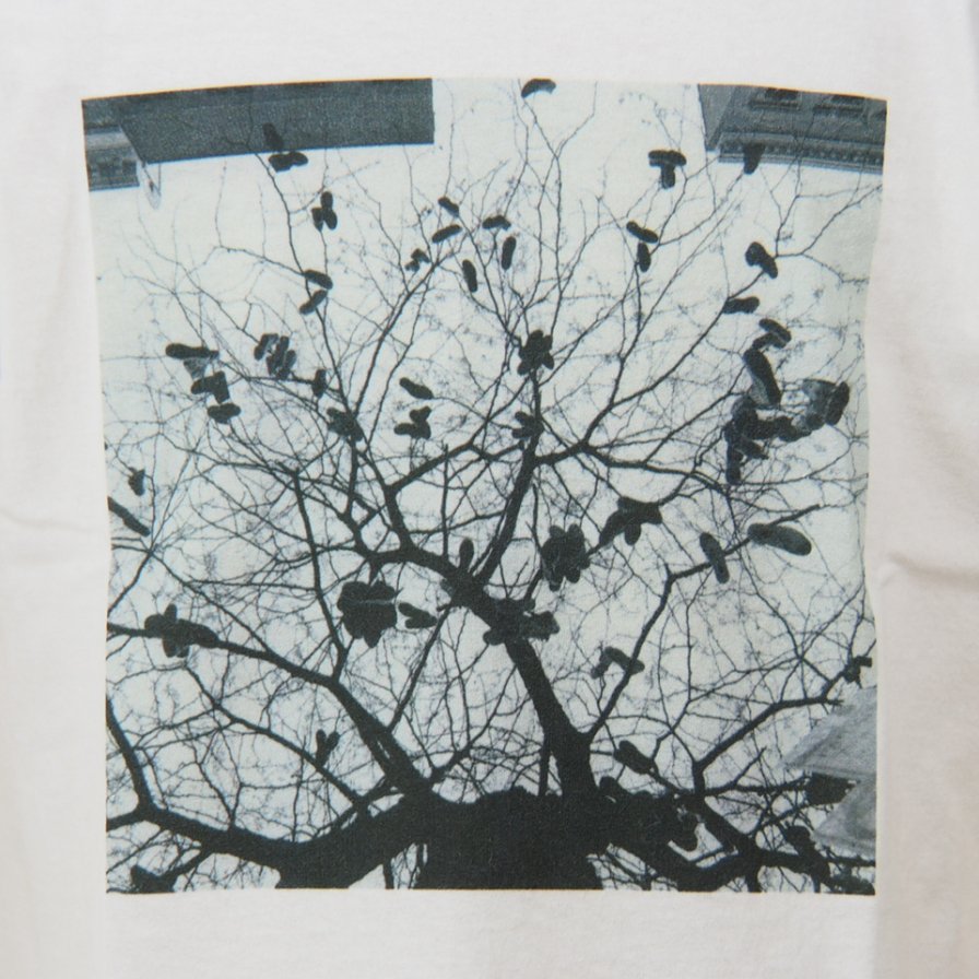 FilPhies - Harlem Tree at P.S. 133,  Harlem New York 10037 - White