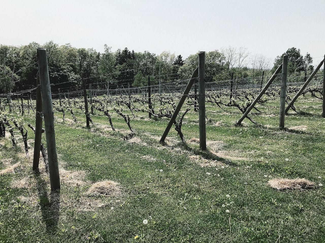 磻ʥ꡼(YAMAZAKI WINERY)Ȫ