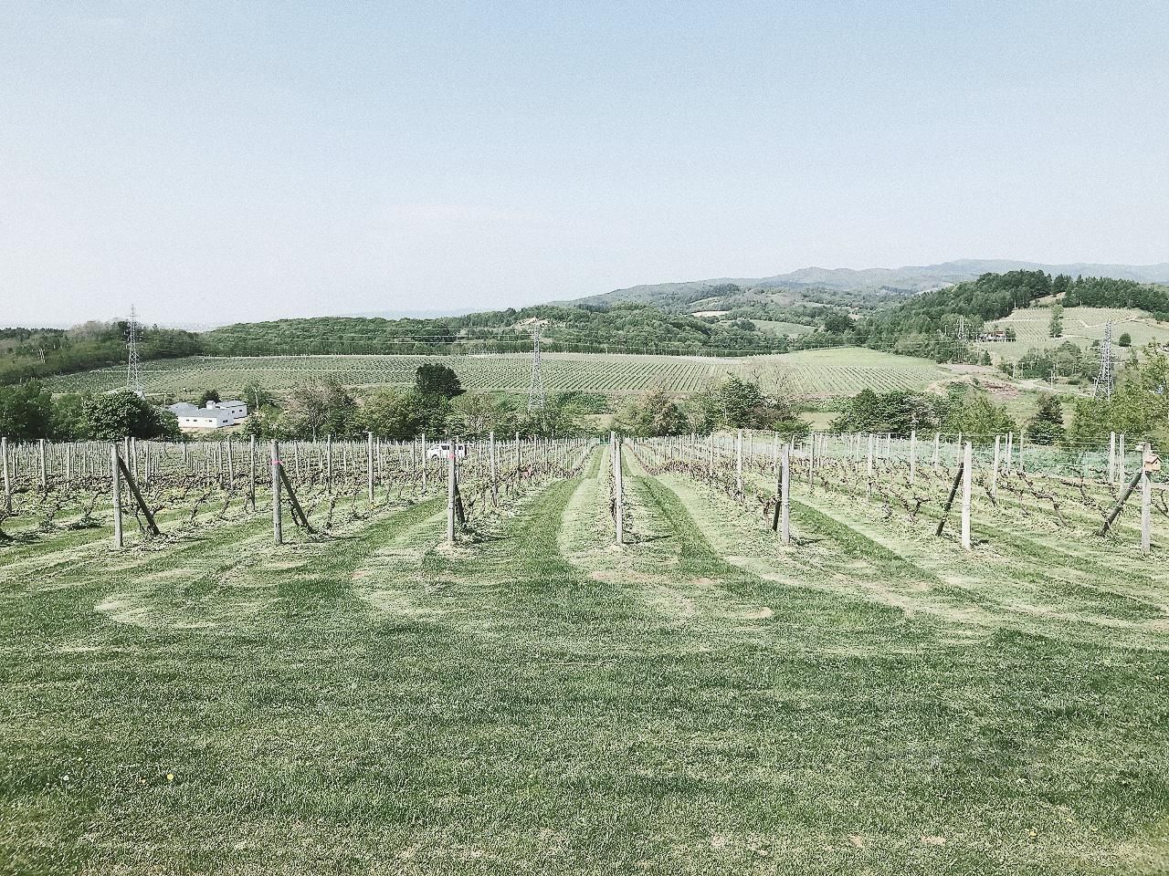 磻ʥ꡼(YAMAZAKI WINERY)Ȫ