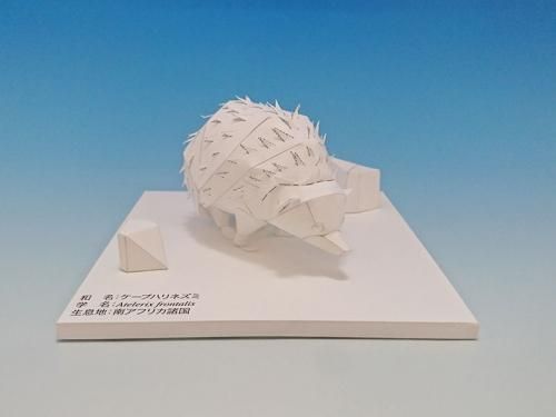 ケープハリネズミ（無着色） - ペパクラパーク