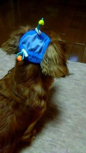 たれ耳アップだワン 小型犬用 Tailhouse テイルハウス たれ耳アップだワン 小型犬用 Tailhouse テイルハウス