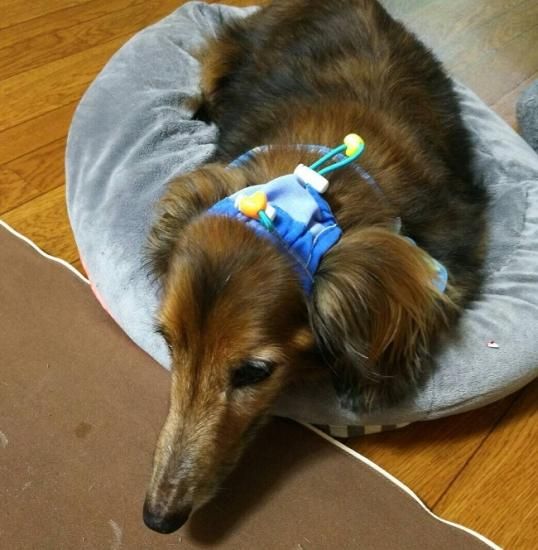 たれ耳アップだワン 中型犬用 Tailhouse テイルハウス たれ耳アップだワン 中型犬用 Tailhouse テイルハウス
