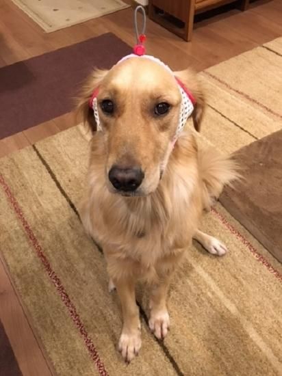 たれ耳アップだワン 大型犬用 旧タイプ Tailhouse テイルハウス