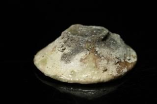 ëܵ ˲坯 [ Iga Hai by Takashi Tanimoto ]