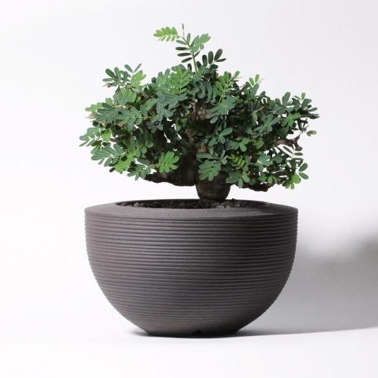 多肉植物・観葉植物・サボテンを仕立てる鉢の専門店 Konect 多肉植物・観葉植物・サボテンを仕立てる鉢の専門店 Konect