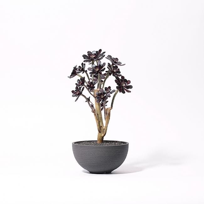 多肉植物,観葉植物,サボテン,を仕立てる鉢の専門店 konect.tokyo 多肉植物,観葉植物,サボテン,を仕立てる鉢の専門店 konect.tokyo