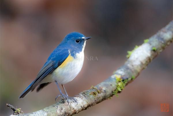 やさしい目の青い鳥 ルリビタキ 野鳥ポストカード 絵はがき 花鳥風月 写真家kankan シンラショップ