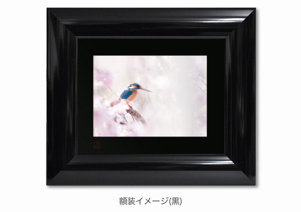 桜幻想 （カワセミ） 額装写真 ｜写真家Kankan 写真販売 野鳥 | シンラショップ｜