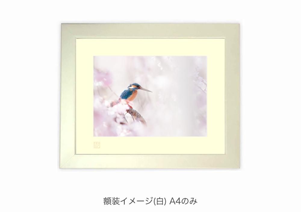 桜幻想 （カワセミ） 額装写真 ｜写真家Kankan 写真販売 野鳥