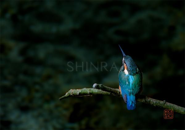 カワセミ額入り写真 宝石の羽色 （カワセミ） 額装写真 ｜写真家Kankan 写真販売