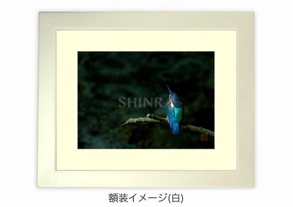 宝石の羽色 （カワセミ） 額装写真 ｜写真家Kankan 写真販売 野鳥