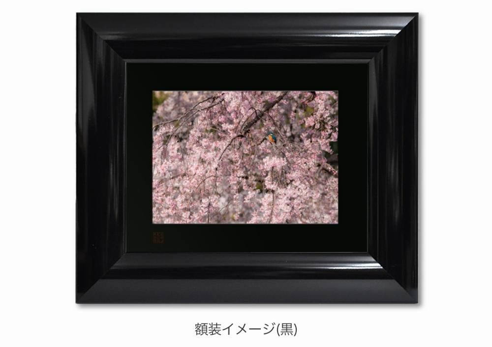 山地司、【白つめ草】、希少な額装用画集より、状態良好、新品額装付 山地司、【蓮とカワセミ1】、希少な額装用画集より、厳選、新品額装