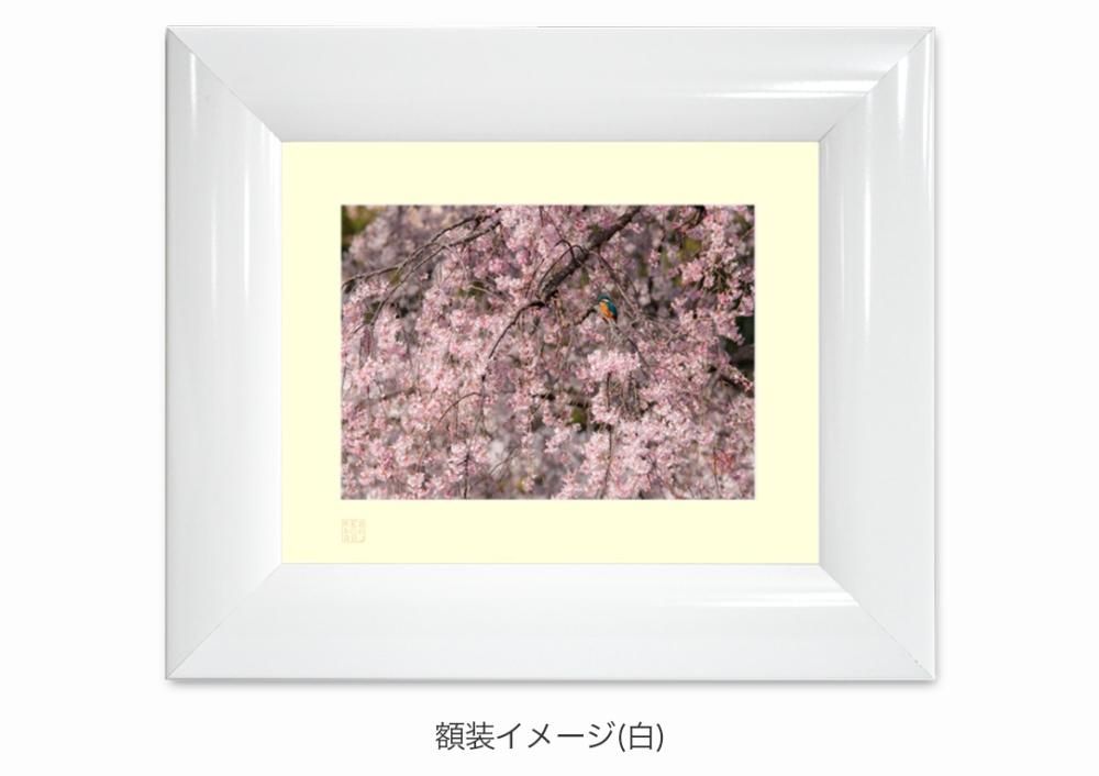 満開の桜 翡翠の鳥 （カワセミ） 額装写真｜写真家Kankan 写真