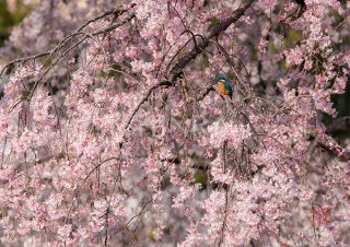 満開の桜 翡翠の鳥・額装付