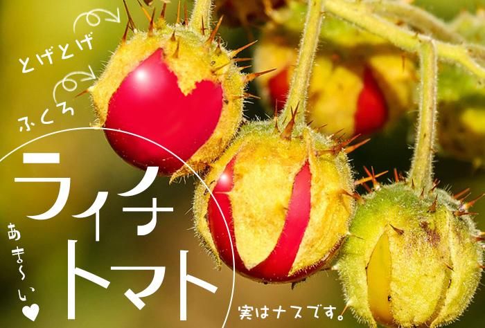 饤ȥޥ