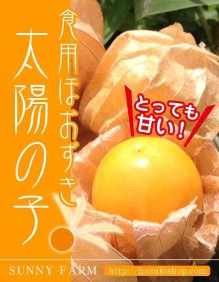 食用ほおずきの種販売 珍しい野菜の種専門ショップ