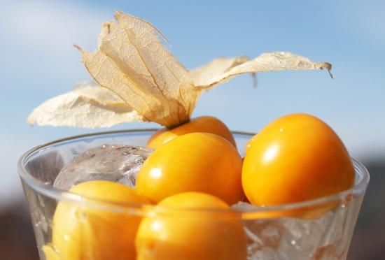 食用ほおずきの種販売 珍しい野菜の種専門ショップ