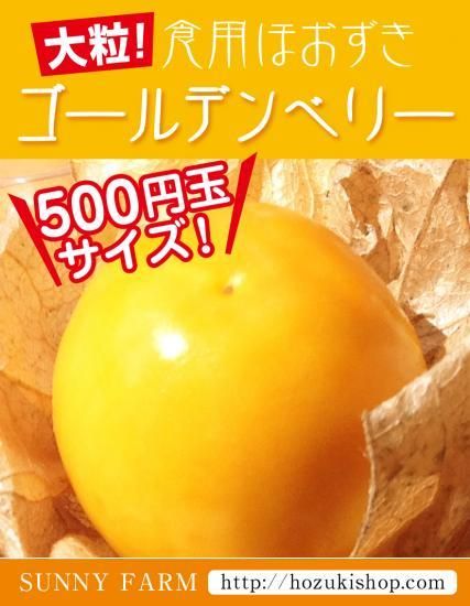 ゴールデンベリーの種販売 珍しい野菜の種専門ショップ