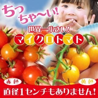 トマト - 珍しい野菜の種専門ショップ(固定種のみ) トマト - 珍しい野菜の種専門ショップ(固定種のみ)