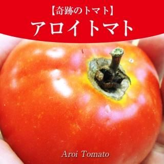トマト - 珍しい野菜の種専門ショップ（固定種のみ）