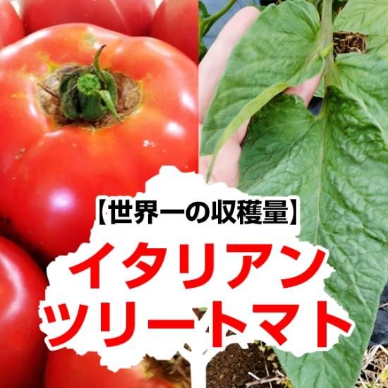 世界一の収穫量 イタリアンツリートマトの種販売 珍しい野菜の種専門ショップ