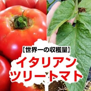 トマト - 珍しい野菜の種専門ショップ（固定種のみ）