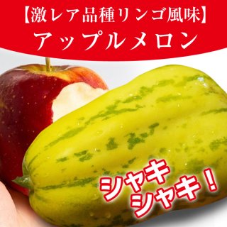 【リンゴ風味のメロン】アップルメロンの種10粒（激レア品種）（送料無料）