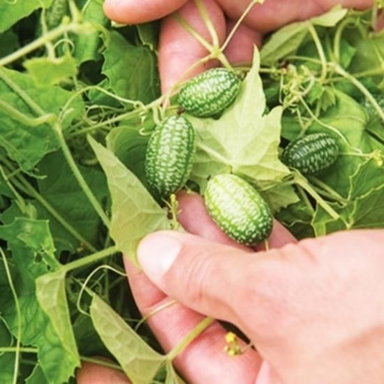 世界一小さいきゅうり】マイクロきゅうりの種 20粒（送料無料