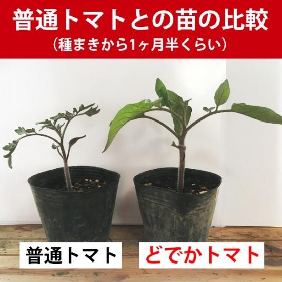 最大500gサイズ】どでかトマトの種10粒（ビーフステーキトマト系