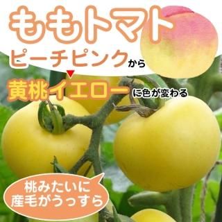 トマト - 珍しい野菜の種専門ショップ(固定種のみ) トマト - 珍しい野菜の種専門ショップ(固定種のみ)