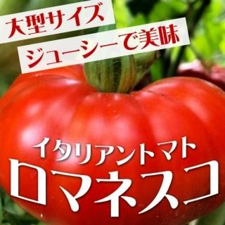 トマト - 珍しい野菜の種専門ショップ(固定種のみ) トマト - 珍しい野菜の種専門ショップ(固定種のみ)