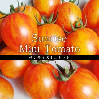 【とってもオシャレ】サンライズミニトマトの種10粒〜爽やかな甘味〜