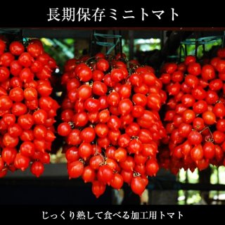 【冬に食べる？】長期保存ミニトマトの種10粒〜吊るしてじっくり熟す〜