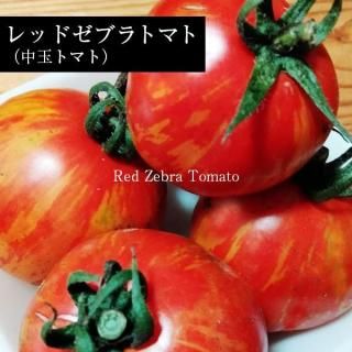 トマト - 珍しい野菜の種専門ショップ(固定種のみ) トマト - 珍しい野菜の種専門ショップ(固定種のみ)