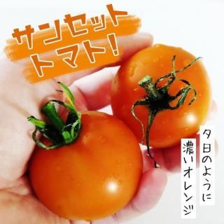 トマト - 珍しい野菜の種専門ショップ(固定種のみ) トマト - 珍しい野菜の種専門ショップ(固定種のみ)