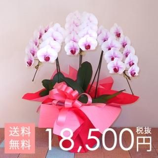 大輪胡蝶蘭5本立ち 70輪～75輪程度 白 - けんちゃんの胡蝶蘭