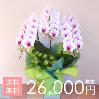 けんちゃん　中国大明萬暦年製五彩人物花文輪花鉢直径約36㎝V　R7864C 楽天市場】胡蝶蘭 大輪 5本立ち60輪 胡蝶蘭 ギフト 胡蝶蘭