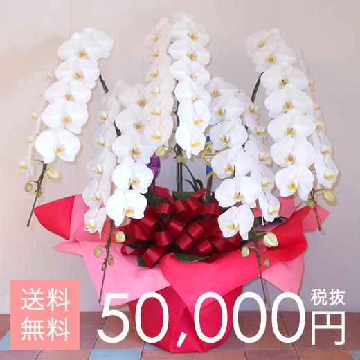 大輪胡蝶蘭5本立ち 70輪~75輪程度 白 - けんちゃんの胡蝶蘭 大輪胡蝶蘭5本立ち 70輪~75輪程度 白 - けんちゃんの胡蝶蘭