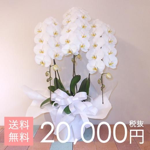 大輪胡蝶蘭3本立ち 33輪~42輪程度 白 - けんちゃんの胡蝶蘭 大輪胡蝶蘭3本立ち 33輪~42輪程度 白 - けんちゃんの胡蝶蘭