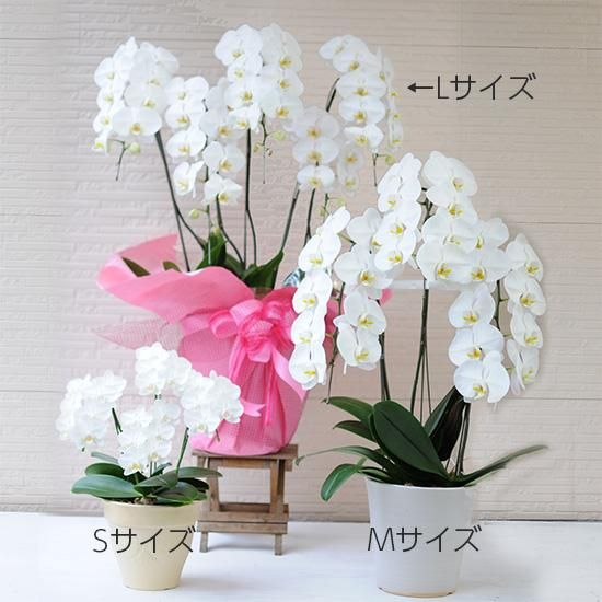 胡蝶蘭鉢 花やあきつフルール 伊豆修善寺 オリジナルアレンジメント Hanaya Akitsu Fleur 胡蝶蘭鉢 花やあきつフルール 伊豆修善寺 オリジナルアレンジメント Hanaya Akitsu Fleur