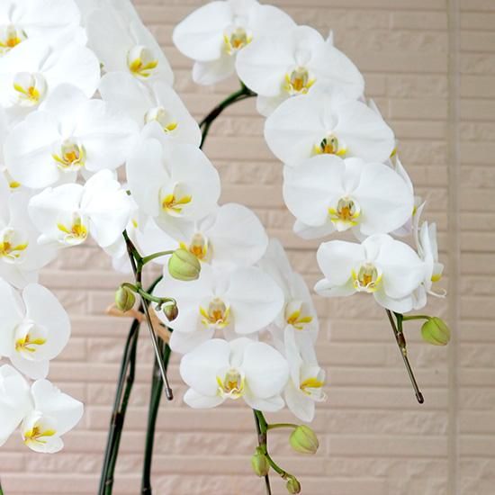 胡蝶蘭鉢 花やあきつフルール 伊豆修善寺 オリジナルアレンジメント Hanaya Akitsu Fleur 胡蝶蘭鉢 花やあきつフルール 伊豆修善寺 オリジナルアレンジメント Hanaya Akitsu Fleur