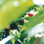 Minuano - դ [Quiet Recordings / JET SET]LP  4,200+