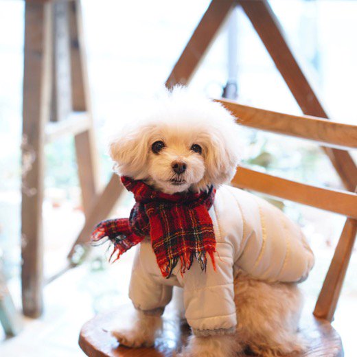 マフラー付ふんわりリバーシブルコート   ブルーブルーブルー   東京 駒沢にある雑貨・犬服のお店