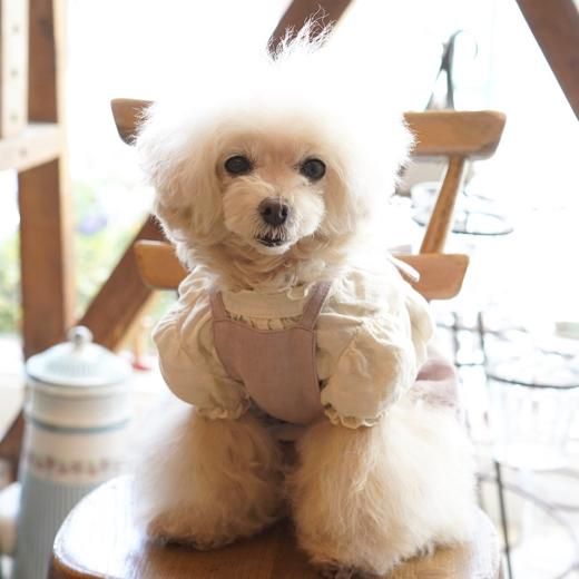 エプロンジャンスカ ブルーブルーブルー Blue Bleu Bleue 東京 駒沢にある雑貨 犬服のお店