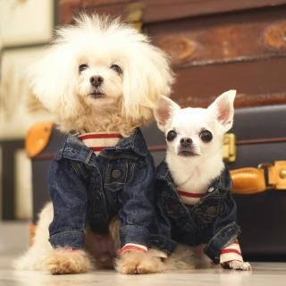 ブルーブルーブルー blue bleu bleue」東京 駒沢にある雑貨・犬