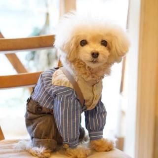ブルーブルーブルー blue bleu bleue」東京 駒沢にある雑貨・犬