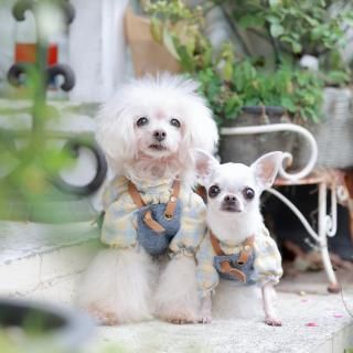 󥨥ץ(IN)<img class='new_mark_img2' src='https://img.shop-pro.jp/img/new/icons6.gif' style='border:none;display:inline;margin:0px;padding:0px;width:auto;' />