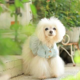 դ֥饦ͽѡ<img class='new_mark_img2' src='https://img.shop-pro.jp/img/new/icons49.gif' style='border:none;display:inline;margin:0px;padding:0px;width:auto;' />