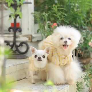 դ֥饦YEST)<img class='new_mark_img2' src='https://img.shop-pro.jp/img/new/icons6.gif' style='border:none;display:inline;margin:0px;padding:0px;width:auto;' />