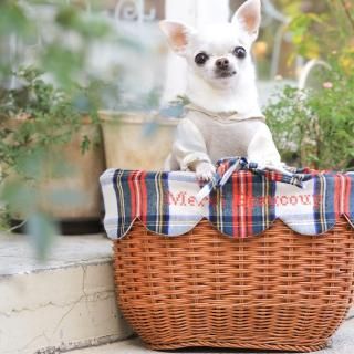 󥹥åץʡСդХåȾ